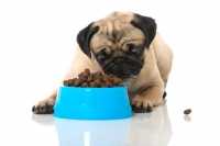 Carlino con problemi gastrointestinali, quale alimentazione?