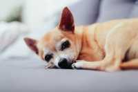 Chihuahua di anni 9 con problemi neurologici