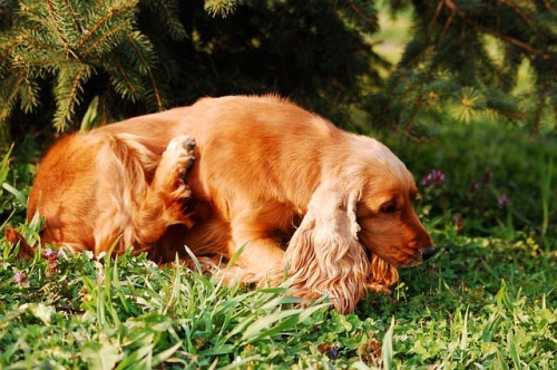 Cocker molto attivo che scava buche in giardino