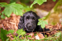Cocker Spaniel che si gratta, quale alimento dare?