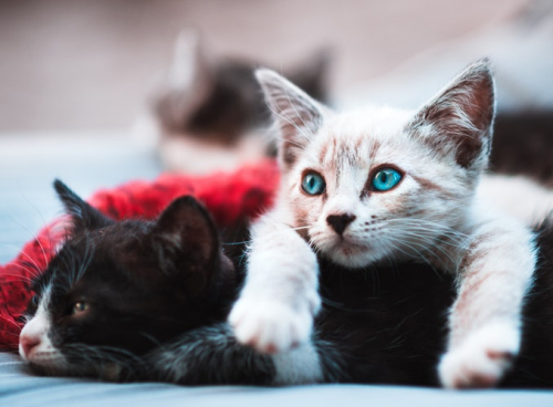 Collare GPS per gatti, vantaggi e svantaggi