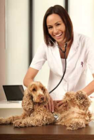Come curare con l’alimentazione le patologie del cane