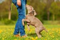 Come insegnare al cane a non saltare addosso