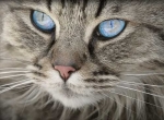 Come prevenire sovrappeso e obesità nel gatto attraverso l’alimentazione