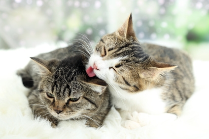 Come proteggere il gatto dai suoi principali parassiti