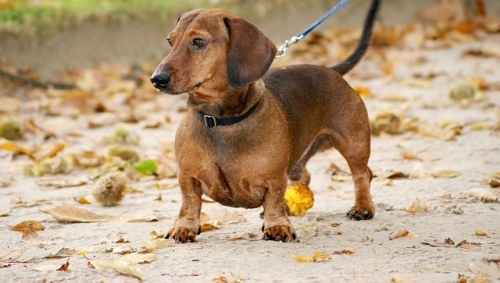 Come scegliere il cibo per cani con stomaco sensibile
