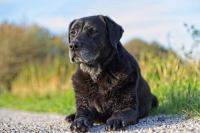 Come scegliere l’alimentazione del cane senior