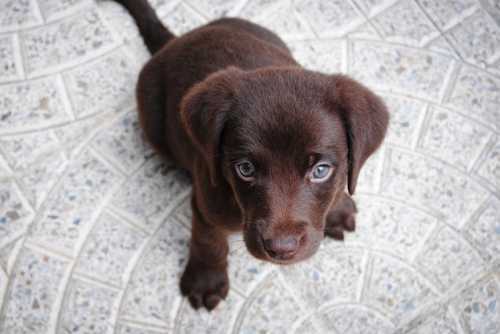 Come tornare ad una dieta classica per cani dopo una dieta ipoallergenica