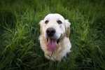 Comportamento distruttivo Golden Retriever