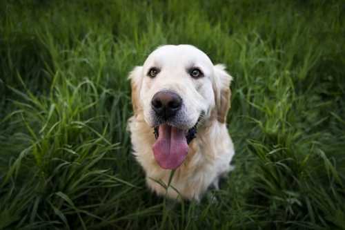 Brit Care Veterinary Diet, la risposta ad ogni esigenza di benessere