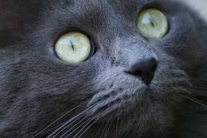 Congiuntivite del gatto: cause, sintomi e cura della congiuntivite nei gatti