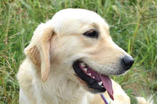 Consigli nutrizionali per cani con pelle e digestione sensibili