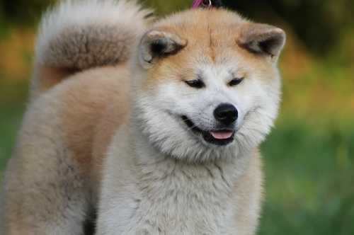 Consigli per dermatite cane razza Akita