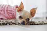Consigli per l'educazione di un Chihuahua