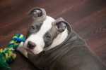 Consigli Pitbull adulto adottato