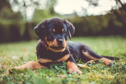 Consiglio alimentazione cucciolo Rottweiler