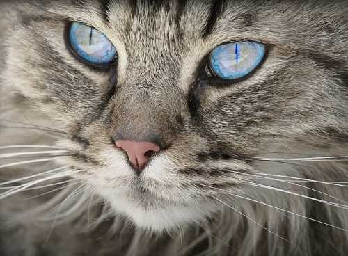 Consiglio alimentazione gatto Senior