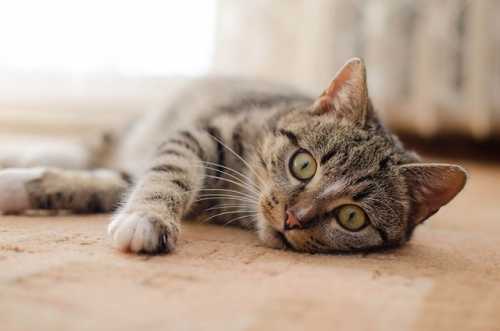 Gatto e salute, le problematiche più diffuse