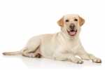 Consiglio alimentazione Labrador