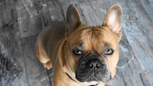 Consiglio alimentazione per cagnolina incinta