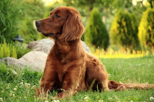 Consiglio alimentazione per cane che tende a mangiare erba