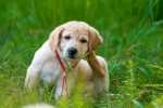 Consiglio alimentazione per cane con dermatite