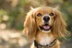 Consiglio alimentazione per cane con trigliceridi elevatissimi