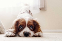 Consiglio alimentazione per Cavalier King con problemi al cuore