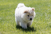 Consiglio alimentazione per cucciolo Chow Chow