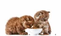 Consiglio alimentazione per gatto