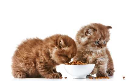 Consiglio alimentazione per gatto | La Nutrizionista risponde