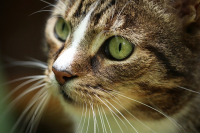 Consiglio alimentazione per gatto con calcoli di struvite