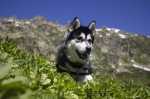 Consiglio alimentazione per Husky inappetente