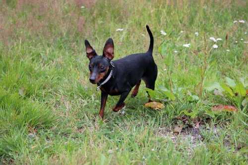 Consiglio croccantini per Pinscher nana