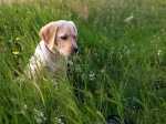 Consiglio per cucciolo Labrador con problemi gastrointestinali
