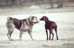 Consiglio per socializzazione tra cani