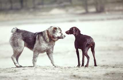 Consiglio per socializzazione tra cani