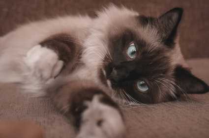 Consiglio su crocchette Urinary per gatto