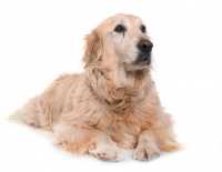 Consiglio su integratori per cane con insufficienza renale