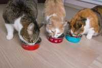 Convivenza difficile per due gatti in appartamento, cosa fare?