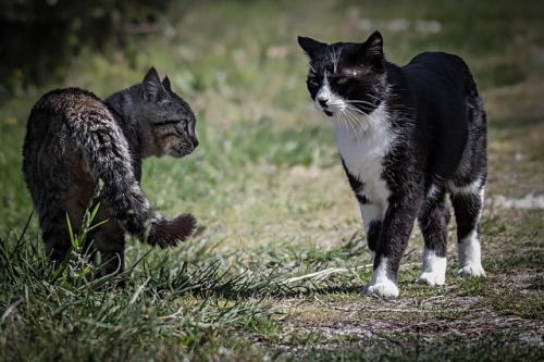 Convivenza tra gatti: perché la gatta attacca il nuovo gattino dopo un buon inizio
