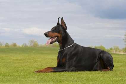 Corretto utilizzo di integratori per cani