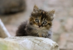 Cosa devono mangiare i gattini: guida completa