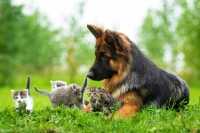 Cosa è la Canine Restlessness Leg Syndrome