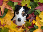Cosa è la nutrigenomica e gli alimenti Prolife per cani