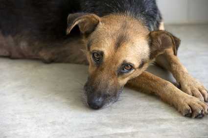 Cosa fare se si assiste a delle percosse nei confronti di un cane? Esempio pratico