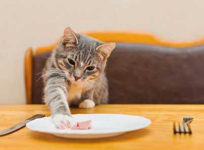 Cosa mangiano i gatti: guida alla corretta alimentazione del gatto