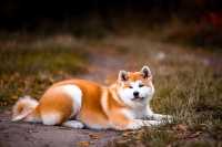Crocchette consigliate per Akita