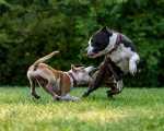 Crocchette consigliate per cane con dermatite