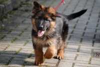 Crocchette per cani Brit Care SuperPremium con elementi funzionali